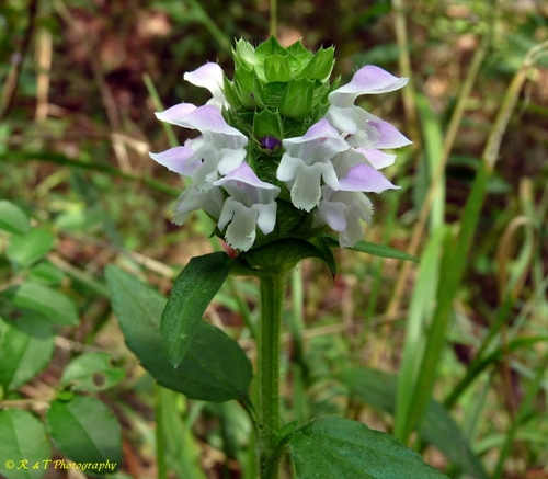 {Prunella vulgaris var. vulgaris}